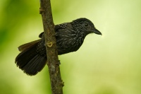 Mravencik kostaricky - Thamnophilus bridgesi - Black-hooded Antshrike 1597
